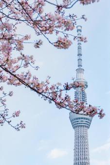 スカイツリー スカイツリーの写真