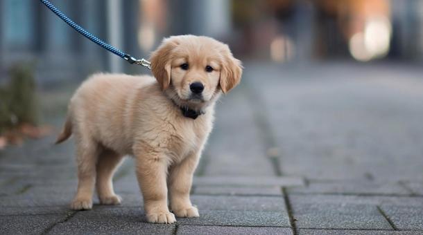 歩道をお散歩中のゴールデンレトリバー子犬 歩道をお散歩中のゴールデンレトリバー子犬の写真