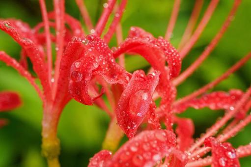 真っ赤に色づき雨に濡れた彼岸花 真っ赤に色づき雨に濡れた彼岸花 彼岸花,ヒガンバナ,曼珠沙華の写真素材