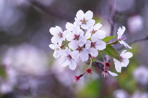 Beautiful cherry blossoms beginning to fall, JPG Beautiful cherry blossoms beginning to fall, JPG