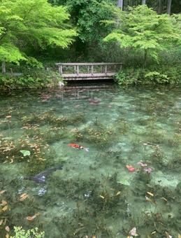 モネの池 モネの池 モネの池,岐阜県,青の写真素材