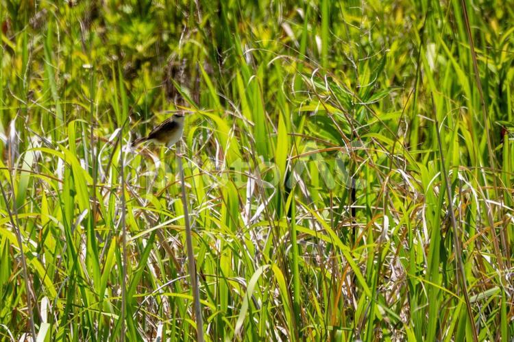 セッカ⑵ 野鳥,セッカ,鳥類の写真素材
