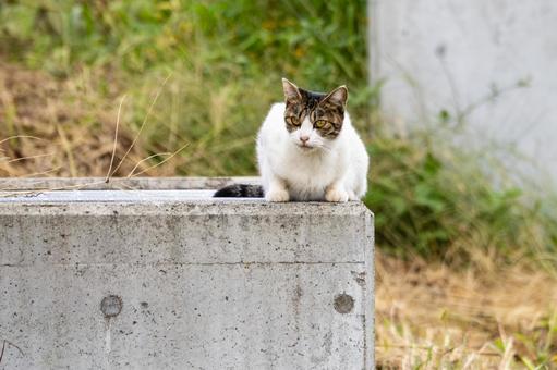 猫(250) 猫(250) 猫,食肉目,ネコ科の写真素材