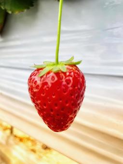 いちご いちご,フルーツ,一粒の写真素材