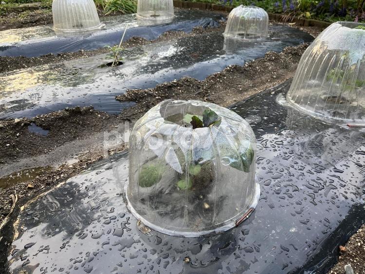 防寒　防虫対策をした畑 防寒対策,防虫対策,カバーの写真素材