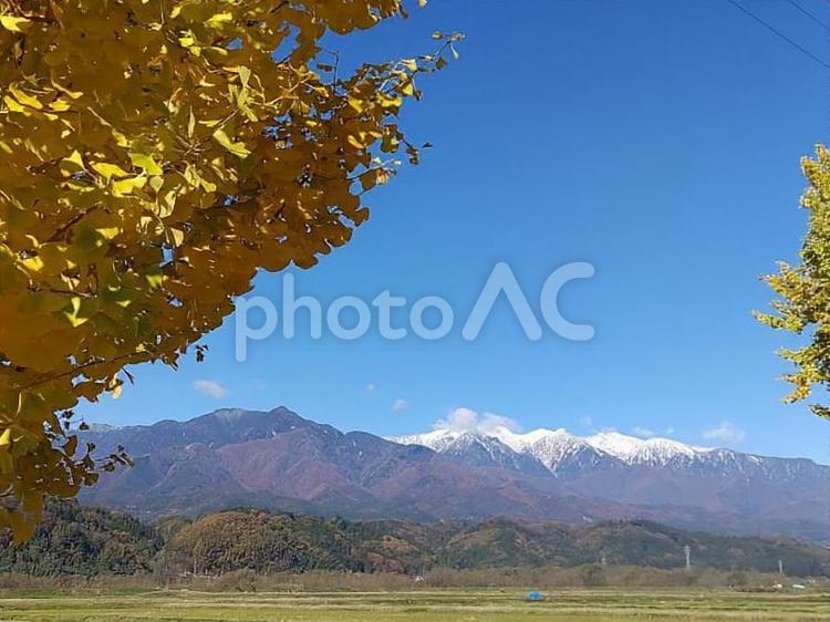 イチョウと中央アルプス 山,イチョウ,自然の写真素材