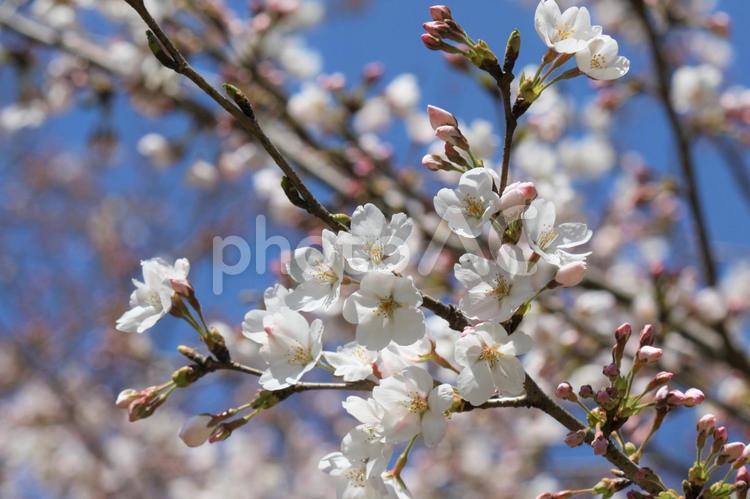 桜の枝 桜,春,枝の写真素材