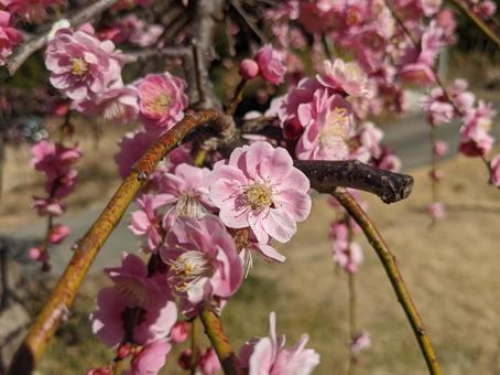 Photo, plum, spring, natural, 