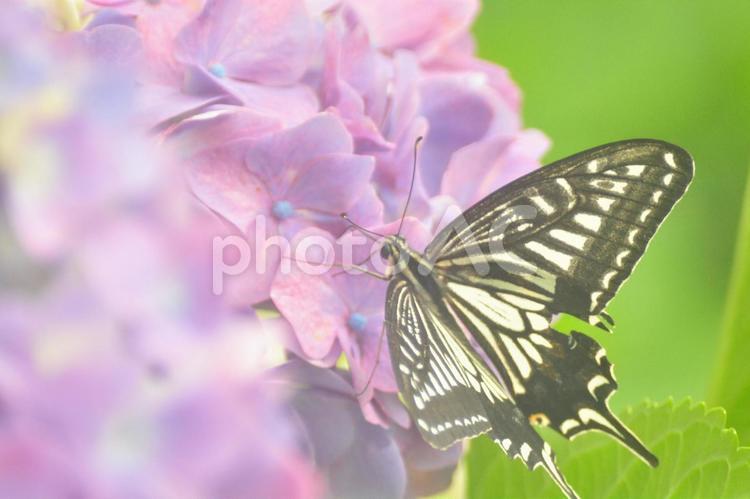 あじさいとナミアゲハ あじさい,アジサイ,花の写真素材