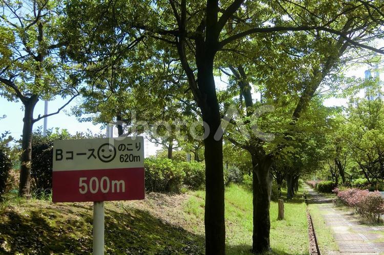 公園のウォーキングコース 公園,ウォーキングコース,散歩の写真素材