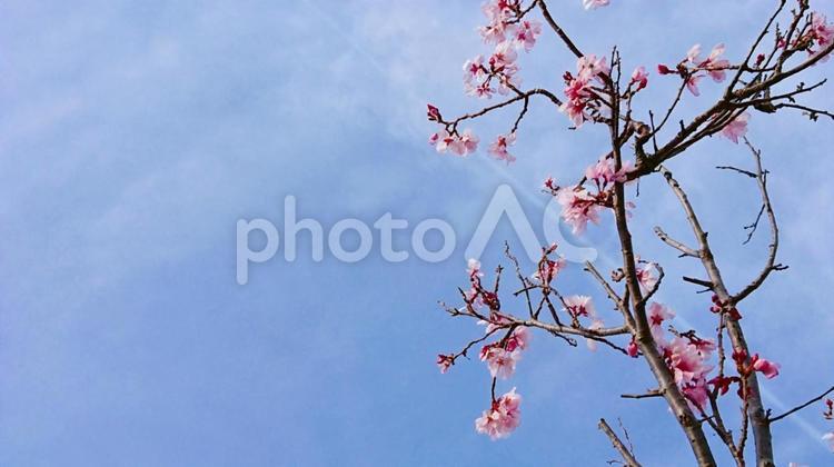 桜の枝先２ 桜,春,枝先の写真素材