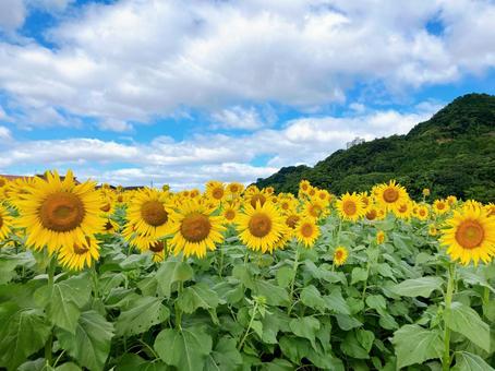 ひまわり ひまわり ひまわり,向日葵,花の写真素材