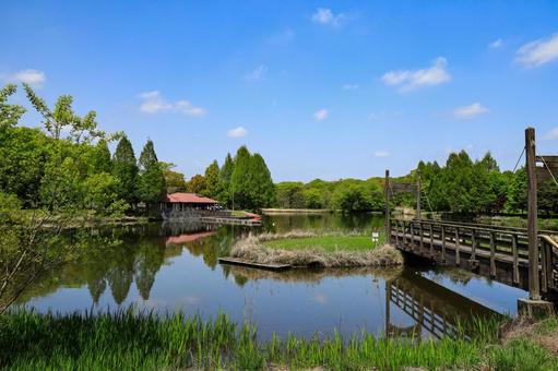 木製の橋がかかる池 木製の橋がかかる池 橋,木製,壬生町の写真素材