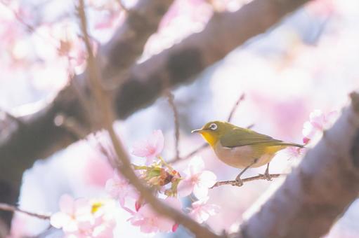 桜とメジロ 8 桜とメジロ 8の写真