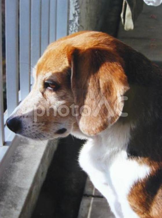 ベランダから外を見るビーグル犬 犬,ペット,ビーグル犬の写真素材