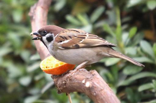 とまり木のスズメ 自然,野鳥,小鳥の写真素材