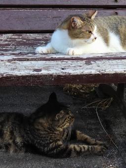 ベンチを使い2階建てで夕涼み中の猫様たち ベンチを使い2階建てで夕涼み中の猫様たち 猫,キジトラ,キジシロの写真素材