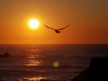 朝焼け  海  朝日と地平線 鳥 太陽,海辺,朝焼けの写真素材