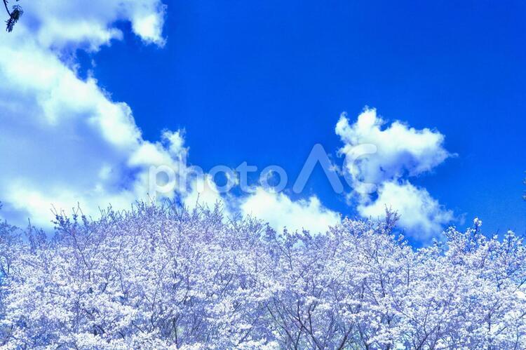桜の山と澄み渡る青空 桜,春,空の写真素材