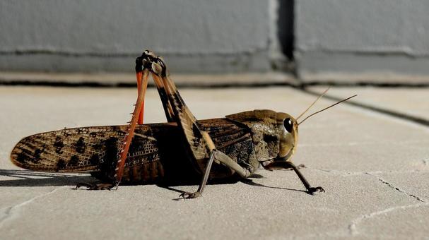 トノサマバッタ(殿様飛蝗) トノサマバッタ(殿様飛蝗) トノサマバッタ,バッタ,ばったの写真素材