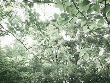 背景用 樹木の梢を見上げる 背景用 樹木の梢を見上げる 梢,木漏れ日,葉の写真素材