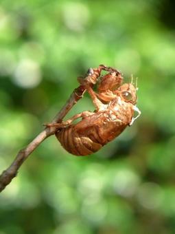 細い枝のみで羽化したセミの抜け殻 細い枝のみで羽化したセミの抜け殻の写真