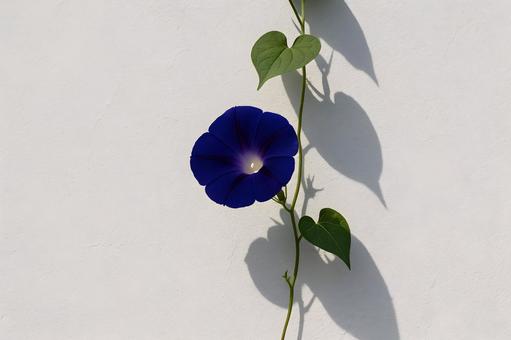白壁に映る藍色朝顔 白壁に映る藍色朝顔の写真
