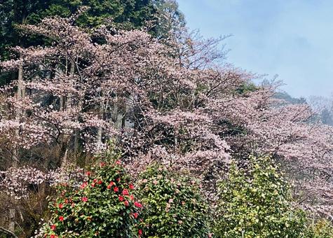 桜 桜の写真