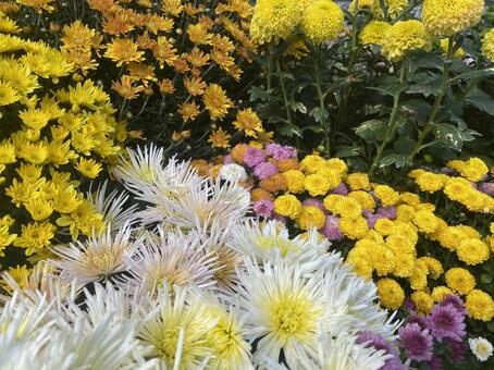 色々な植物 花,植物,キクの写真素材