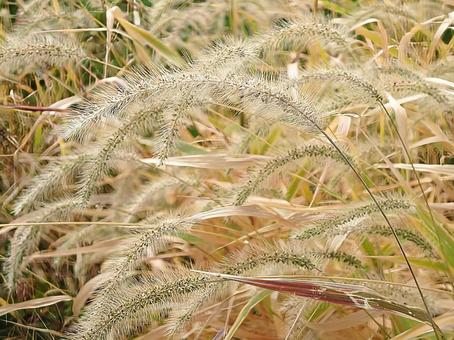 ねこじゃらし エノコログサ,植物,雑草の写真素材