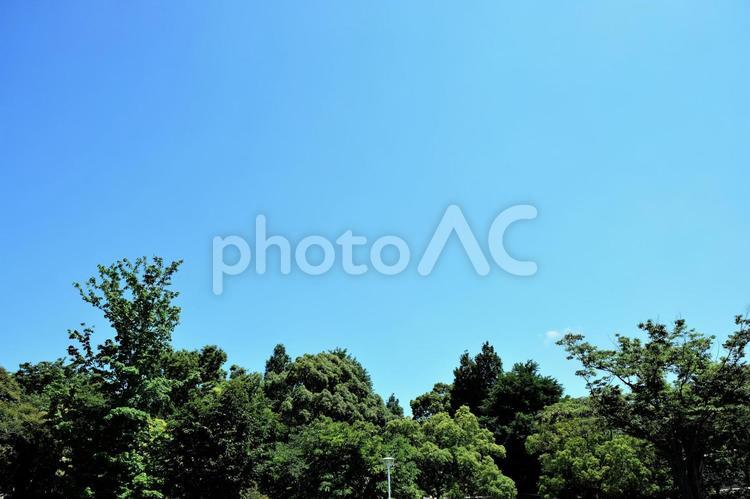 山下公園：青空と新緑 新緑,緑,蒼空の写真素材