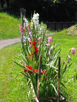 夏の印旛沼公園・グラジオラスの花・印西市 夏の印旛沼公園・グラジオラスの花・印西市 夏,印旛沼公園,グラジオラスの写真素材