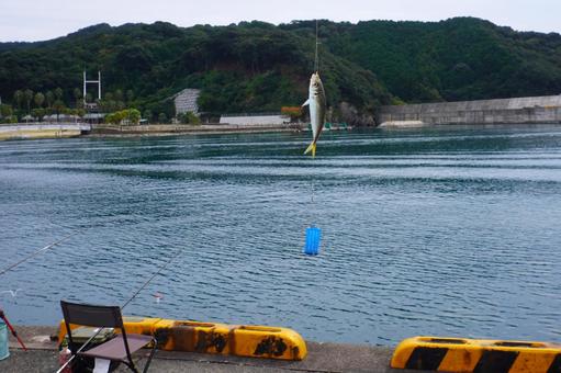 魚釣り・鯵を釣り上げる 魚釣り,アジ,魚の写真素材