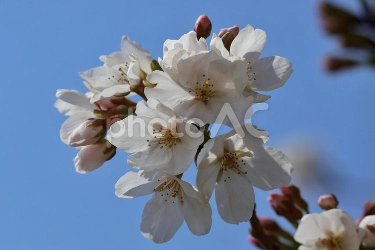 青空に映える満開の桜 桜,さくら,サクラの写真素材