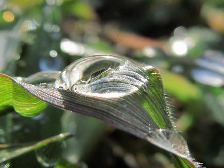 輝く水滴と朝の光Water drops 輝く水滴と朝の光Water dropsの写真