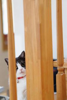 隙間から覗く猫 隙間から覗く猫 隙間から覗く猫,猫,ねこの写真素材