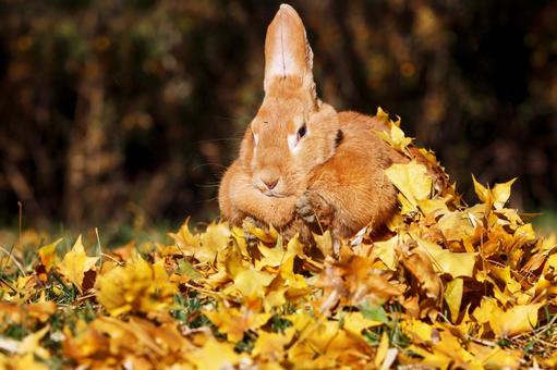 ペットの兎 ペットの兎 うさぎ,ペット,干支の写真素材
