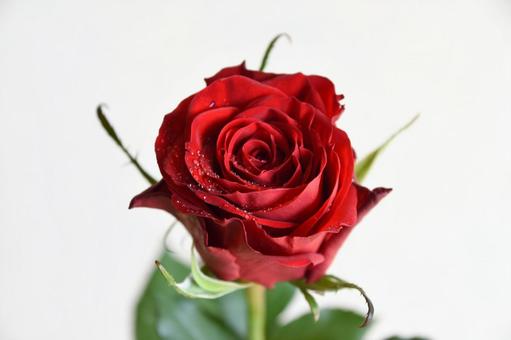 赤いばら 薔薇,バラ,赤の写真素材