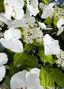 Photo, natural, flower, appreciating flowers, 