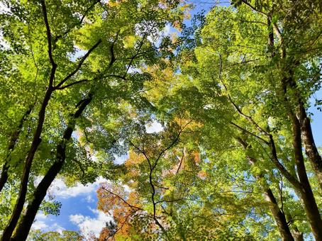 初秋の風景 自然,木,木々の写真素材