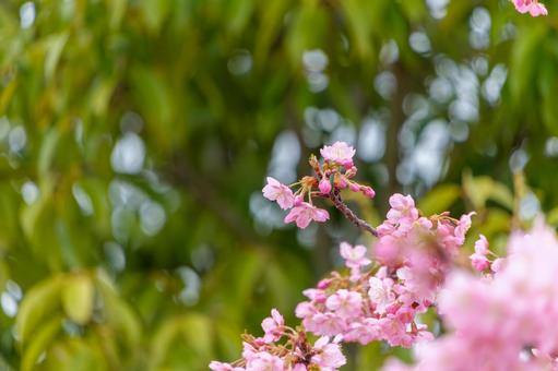 春の陽光に映える早咲きの桜 桜,ピンク,花の写真素材