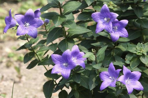 桔梗の花 植物,花,花びらの写真素材