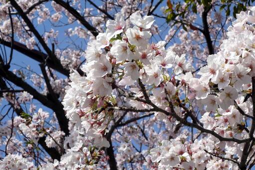 Cherry blossoms # 09 Cherry blossoms # 09