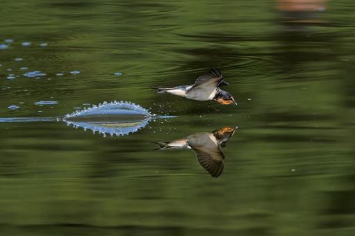 ツバメの補水飛行 ツバメの補水飛行の写真
