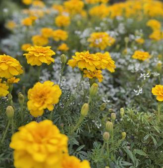 黄色い花 黄色い花 花,flower,春の写真素材