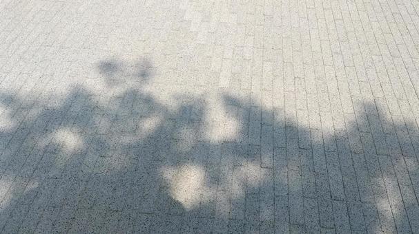 Tree shadow on the ground, the shadow of a tree, shadow, summer, JPG