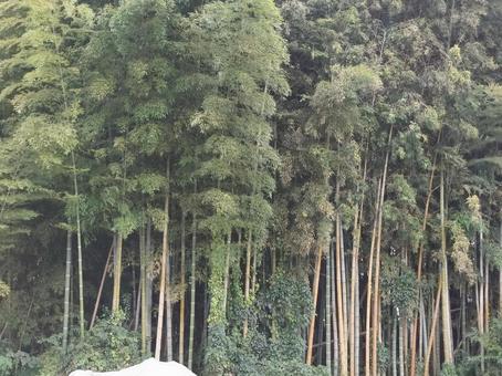 竹やぶ 竹やぶの写真