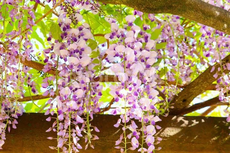 藤棚の藤の花　８ 藤,藤の花,藤棚の写真素材