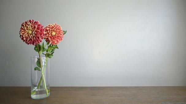 赤いダリアの切り花 ダリア,花,花束の写真素材