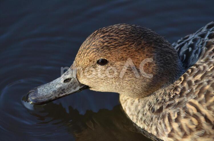採餌するオナガガモ くちばし,カモ,冬の写真素材